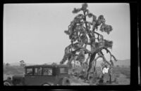 H. H. West's Buick parked under a huge Joshua tree as H. H. West, Jr. and Mertie West stand nearby, Victorville, 1932