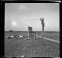 Guy Mansberger kneels on the ground near some chickens, Orange County vicinity, about 1912