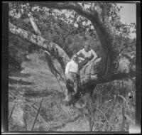Bessie Velzy sits on a tree while her husband, Glen Velzy, leans on her in Chatsworth Park, Los Angeles, about 1910