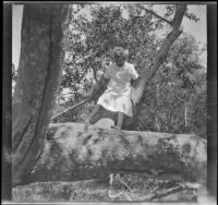 Elizabeth West stands on a tree in Chatsworth Park, Los Angeles, circa 1915