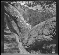 Frances West sits on a tree in Chatsworth Park, Los Angeles, circa 1915