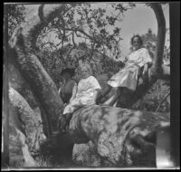 H. H. West's mother and daughters sit on a tree in Chatsworth Park, Los Angeles, circa 1915
