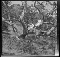 H. H. West's mother and daughters sit on a tree in Chatsworth Park, Los Angeles, circa 1915