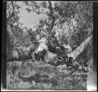 H. H. West, his wife, and daughters sit in a tree in Chatsworth Park, Los Angeles, circa 1915