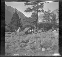 McClellan, West, Stavnow and Velzy party camp set up at the foot of a big tree near Convict Lake, Mammoth Lake vicinity, 1915