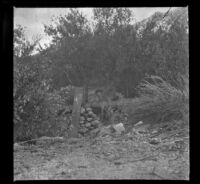 Chet Edgell standing in a campsite near Division Creek, Independence vicinity, 1916