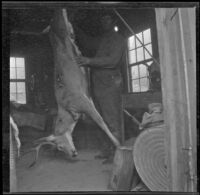 Chet Edgell poses while skinning a deer shot by H. H. West, Independence vicinity, 1916