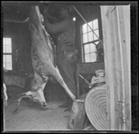 Chet Edgell skins a deer shot by H. H. West, Independence vicinity, 1916