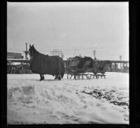 Horse-drawn sled in the snow, Buffalo vicinity, 1914