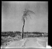 Snow-covered tree with water in the background, Niagara Falls, 1914