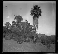 Will Mead stands at the foot of a palm tree, Glendale, 1898
