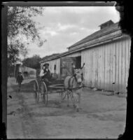 Will Mead drives a donkey in a sulky, Glendale, 1898