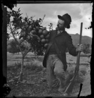 Will Mead poses with a grapefruit tree, Glendale, 1898