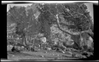Making camp near Bullfrog Lake, Independence vicinity, about 1919