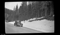 Snow bank in the Kaibab National Forest, 1942