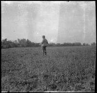 Charles Davis of Indianpolis hunts for quail in a field, Acton, about 1906