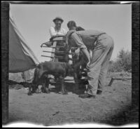 Joe Pike, Kelly Reese and Dick Taylor stand around their campsite, San Diego County, about 1908