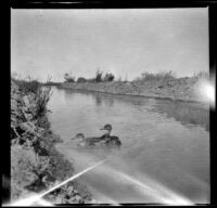 Two ducks tied in an irrigation ditch, San Diego County, about 1908