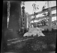 Marion McIntyre (probably) sits in the grass in front of a fence, Indio, 1900