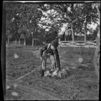 Independence (Inda) Stevens pets a dog, Elliott vicinity, 1900