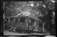 Soper's Ranch cabin rented by the West party stands under the oak trees, Ojai vicinity, about 1925