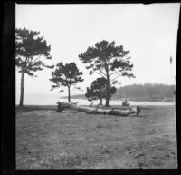 View of trees and the ocean from the 17-Mile Drive, Monterey, about 1898