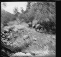Packtrain traveling on a trail en route to Walker Pass, Olancha vicinity, 1914