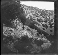 Packtrain traveling along a trail en route to Walker Pass, Olancha vicinity, 1914