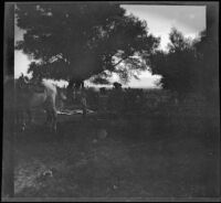 H. H. West and company's camp at Hessian Meadows, Olancha vicinity, 1919