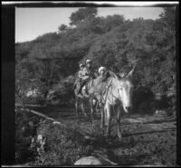 Mary West, Elizabeth West and Frances West traveling along a trail, Mount Wilson, 1909