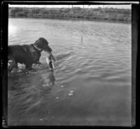 Rover retrieving teal from a lake, Long Beach, about 1900