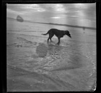 Rover retrieving a teal from the water, Long Beach, about 1900