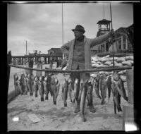 H. H. West casually posing behind fish he caught, Newport Beach, 1914