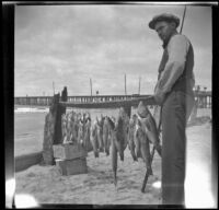 Glen Velzy posing with fish on the beach, Newport Beach, 1914