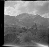 Packtrain coming into Gray's Meadow, Inyo County vicinity, about 1930
