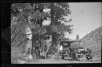 Al Schmitz, Charles Stavnow and Elmer Cole stand in their campsite beneath pine trees, Mono County, about 1920