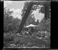West, Whitaker and Shaw camping party's campsite under a leaning pine, Mono County, 1941