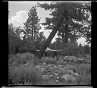Campsite set up behind a leaning pine tree, Mono County, 1941