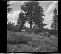 Distant view of the West, Whitaker and Shaw campsite under a leaning pine tree, Mono County, 1941