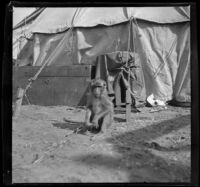Monkey in the military base at the Presidio, San Francisco, 1898