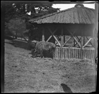 Bison in Golden Gate Park, San Francisco, 1898