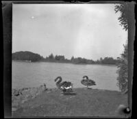 Two swans next to a lake in Golden Gate Park, San Francisco, 1900