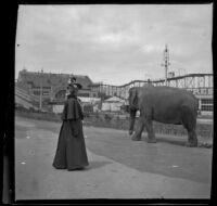 Wilhelmina West looks at an elephant, San Francisco, 1900