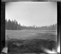 Meadow surrounded by trees, Burney vicinity, 1915