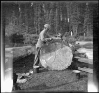 Wilfrid Cline, Jr. standing by a large log in camp, Siskiyou County, 1917