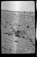 Sage hen hunted by H. H. West lies on the ground at Coon Camp, Lassen County, 1917