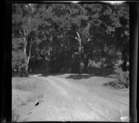 Road stretches through Bouquet Canyon where H. H. West and company camp, Los Angeles County, 1914