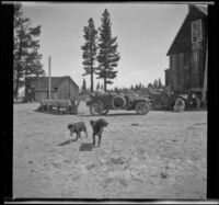Two cars parked outside the general store in Mono Mills, Mono Lake vicinity, 1913