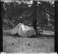 Campers dining next to their tarp-covered car, Mono County, 1913