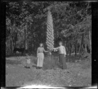 Mary A. West and Sena Mead posing by a yucca while Paul Mead walks nearby, San Gabriel Canyon, about 1903